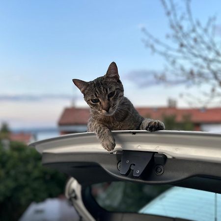 Pri Piratski Macki - At The Pirate Cat - Dal Gatto Pirata Копер Екстериор снимка